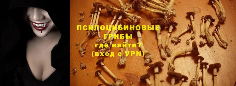 Галлюциногенные грибы Cubensis Воркута